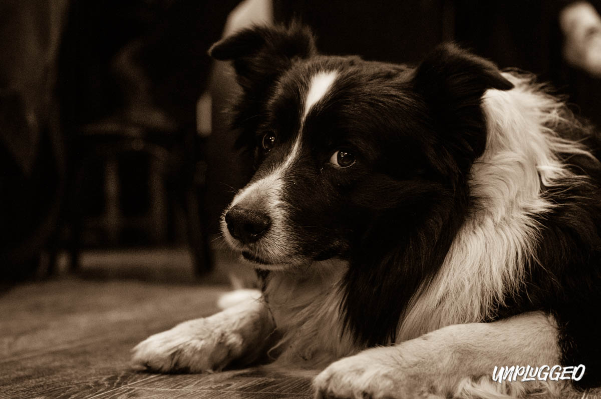 SONY DSC